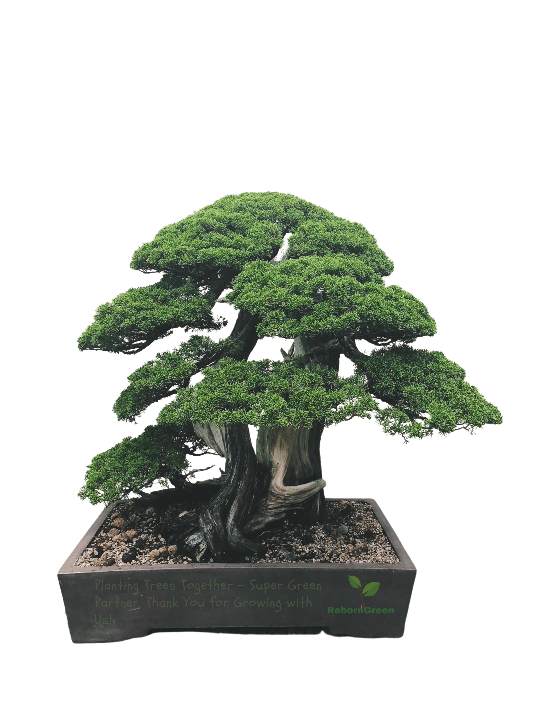 reborn-green-bonsai